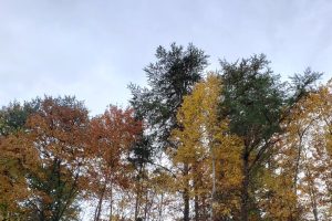 When to Clean Gutters